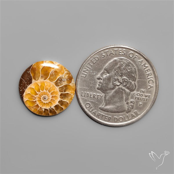 Fossilized Ammonite Cabochon Small