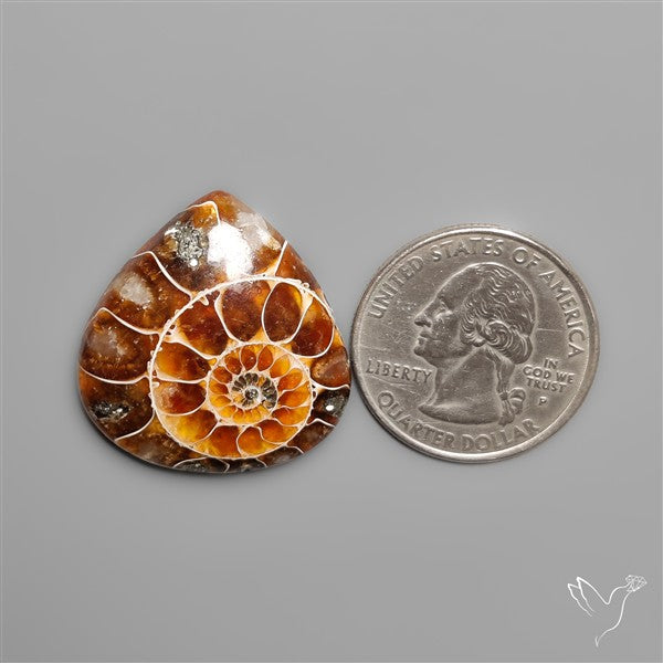 Gemmy Ammonite Fossil Cabochon