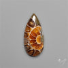 Ammonite Fossil Cabochon