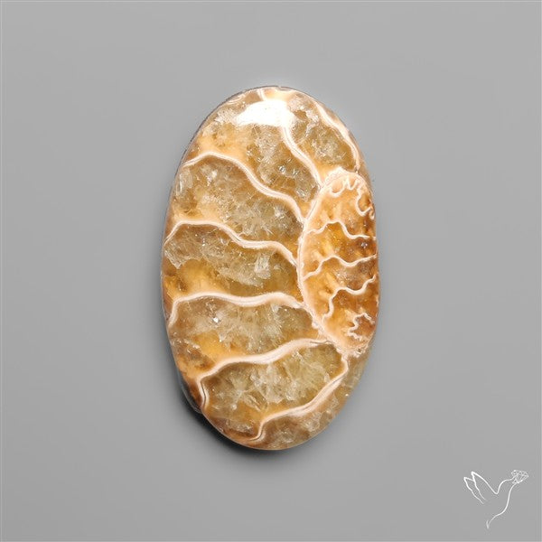 Ammonite Fossil Cabochon