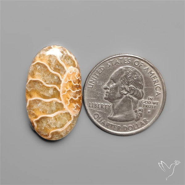 Ammonite Fossil Cabochon