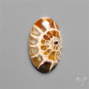 Ammonite Fossil Cabochon
