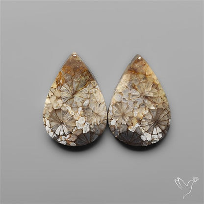 Fossil Corals Pair