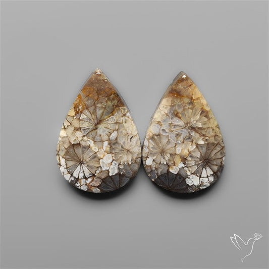 Fossil Corals Pair