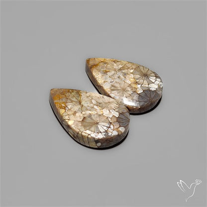 Fossil Corals Pair