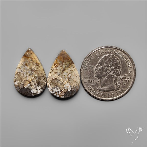 Fossil Corals Pair