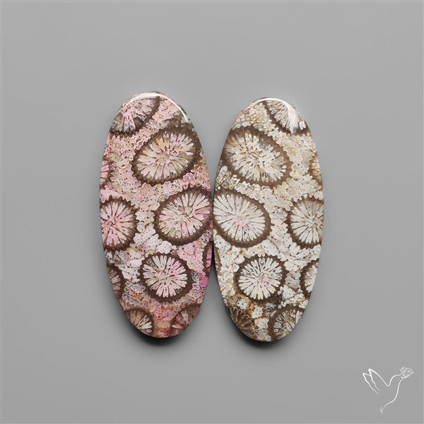 Fossil Corals Pair