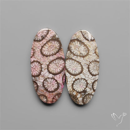 Fossil Corals Pair