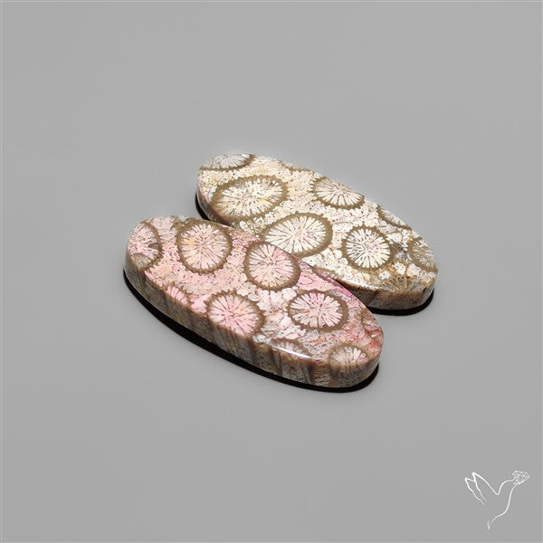 Fossil Corals Pair