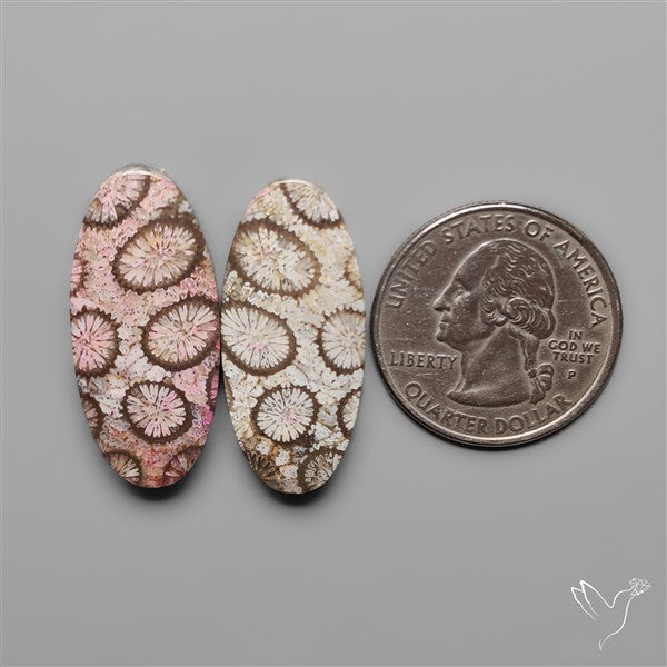 Fossil Corals Pair