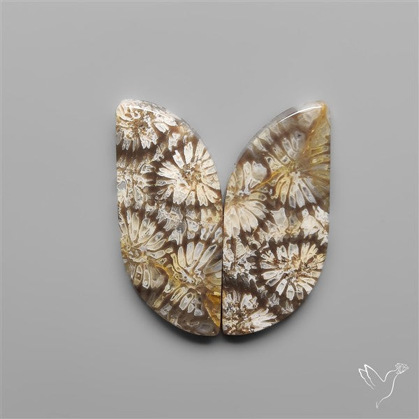 Fossil Corals Pair