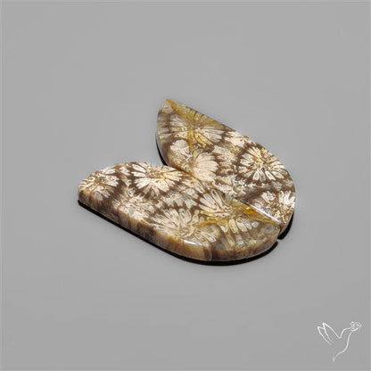 Fossil Corals Pair