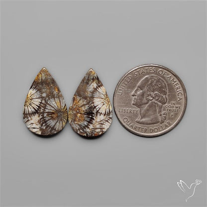 Fossil Corals Pair