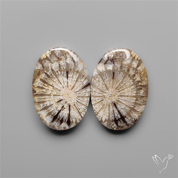 Fossil Corals Pair