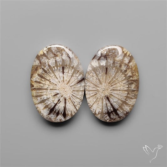 Fossil Corals Pair