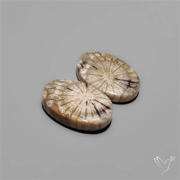 Fossil Corals Pair