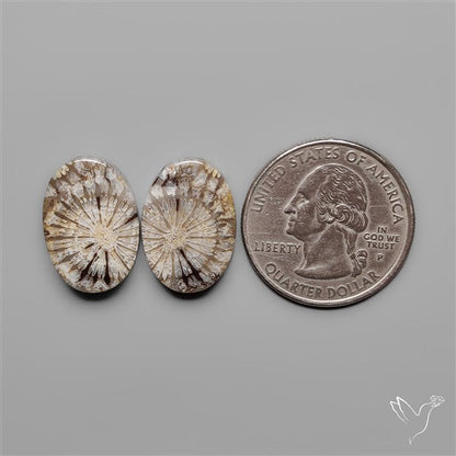 Fossil Corals Pair