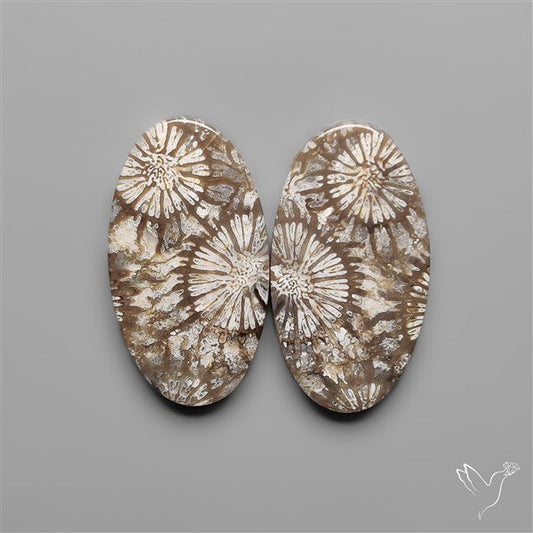 Fossil Corals Pair
