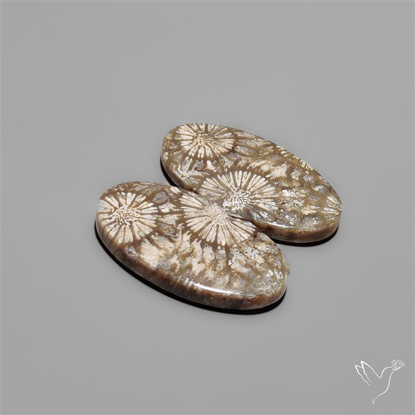 Fossil Corals Pair