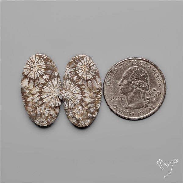 Fossil Corals Pair