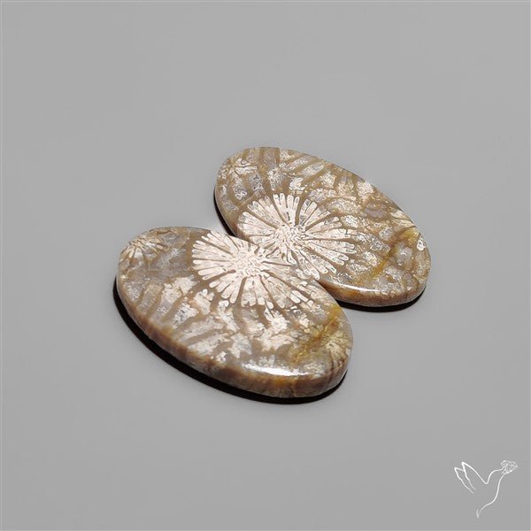 Fossil Corals Pair