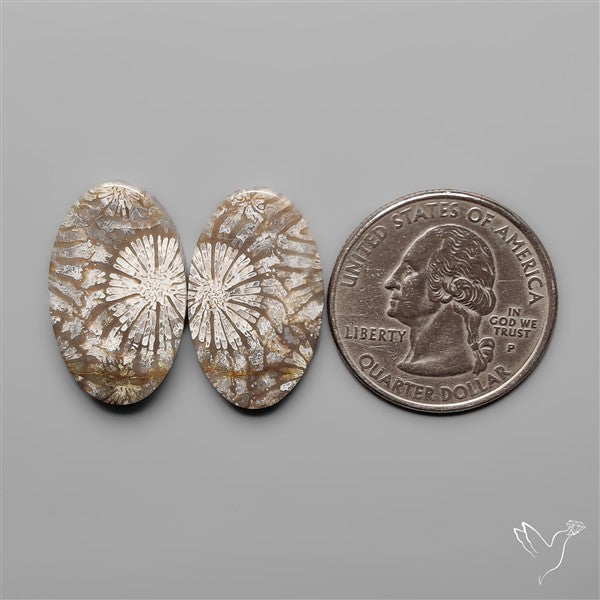 Fossil Corals Pair