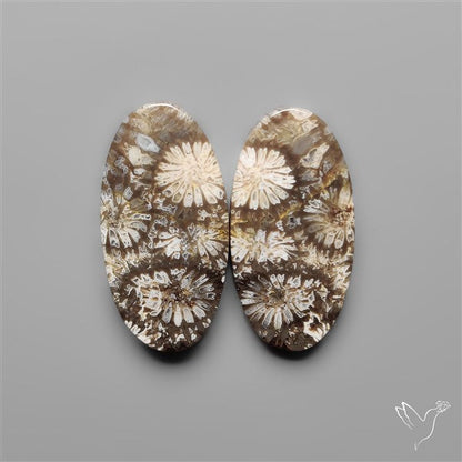 Fossil Corals Pair