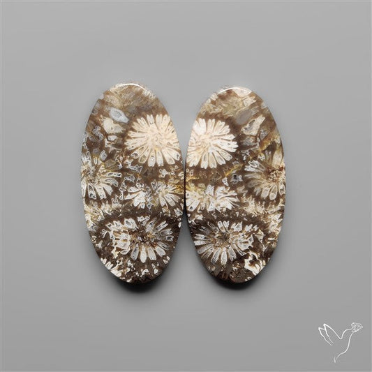 Fossil Corals Pair