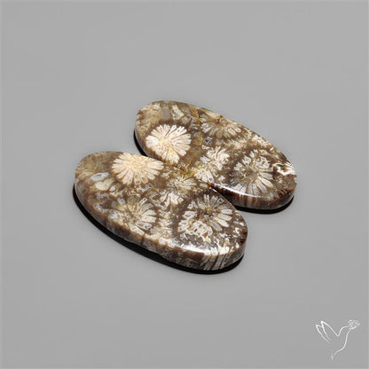 Fossil Corals Pair