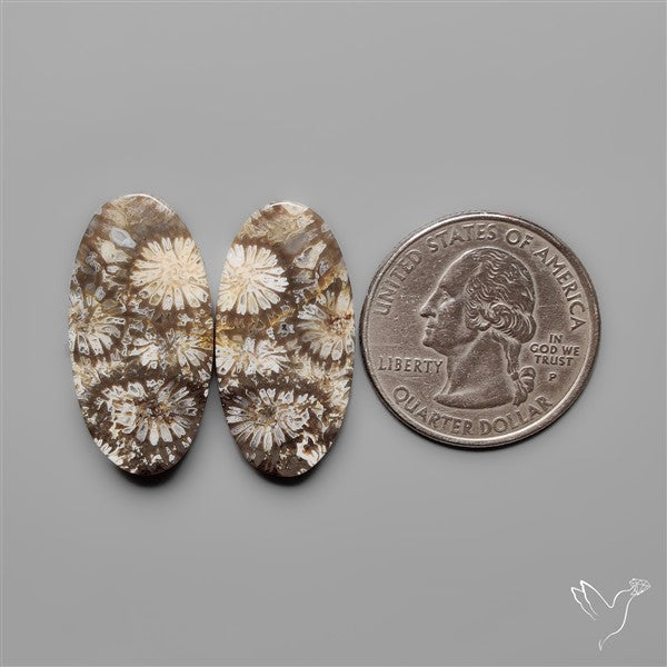 Fossil Corals Pair