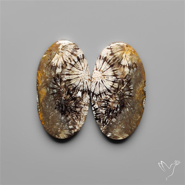 Fossil Corals Pair