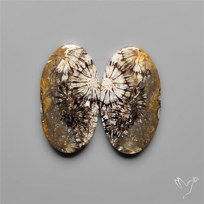 Fossil Corals Pair