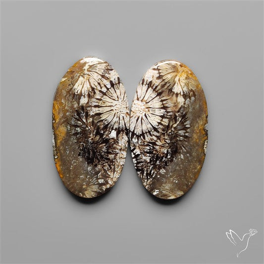 Fossil Corals Pair