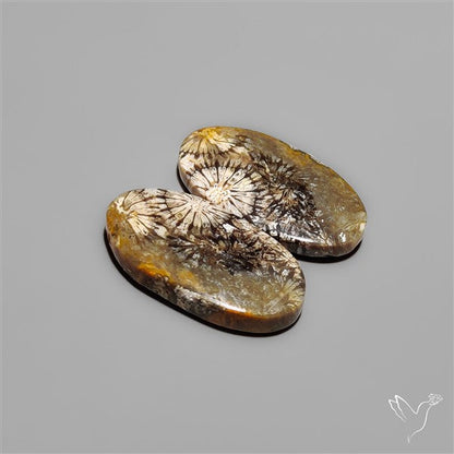 Fossil Corals Pair