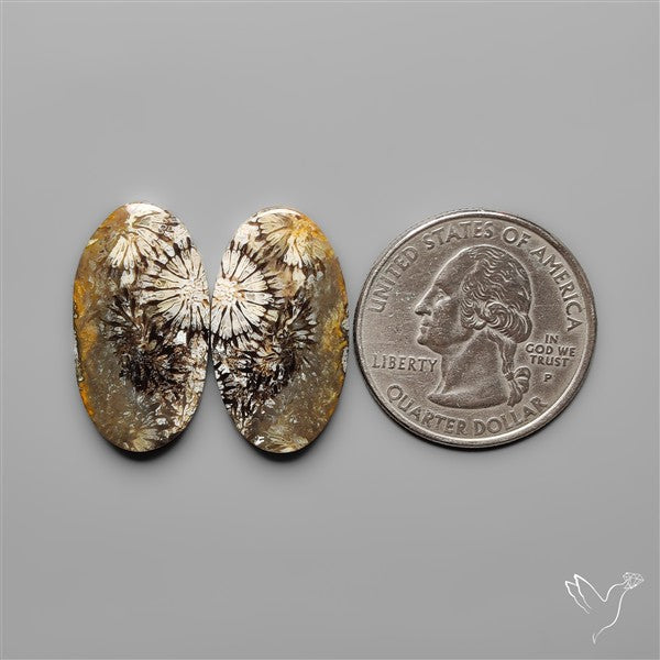 Fossil Corals Pair