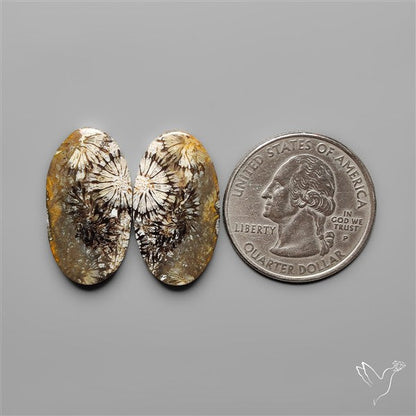 Fossil Corals Pair