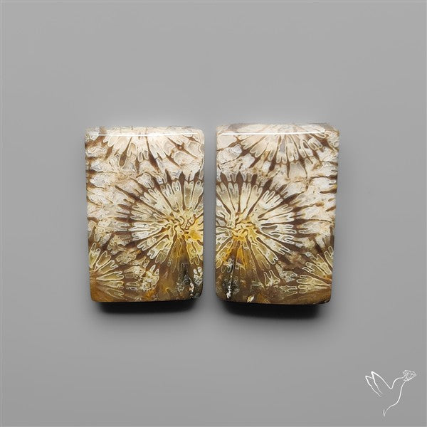 Fossil Corals Pair