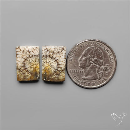 Fossil Corals Pair
