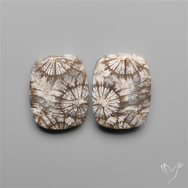 Fossil Corals Pair