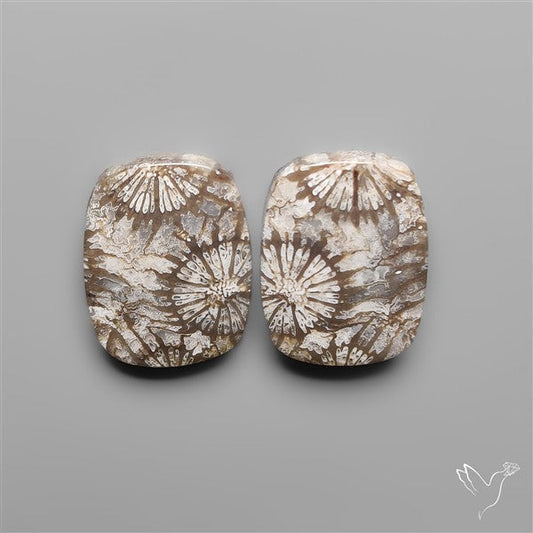 Fossil Corals Pair