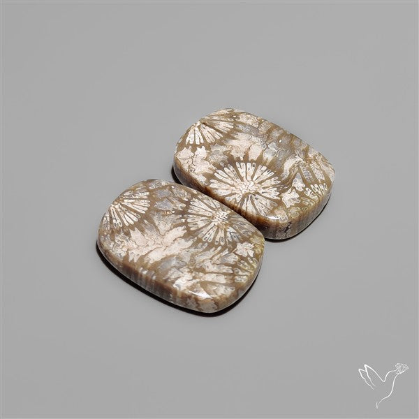Fossil Corals Pair