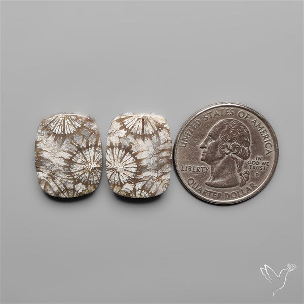Fossil Corals Pair
