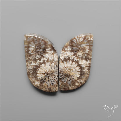 Fossil Corals Pair