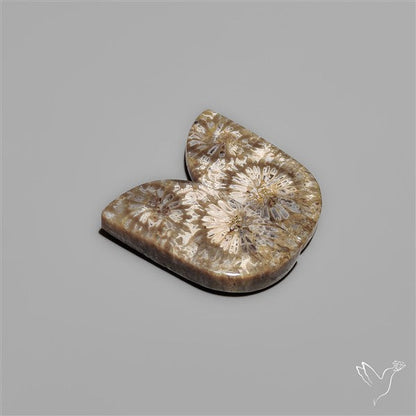 Fossil Corals Pair