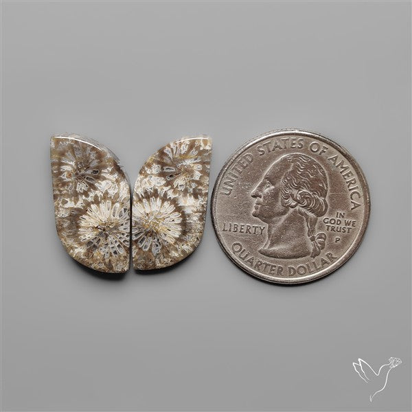 Fossil Corals Pair