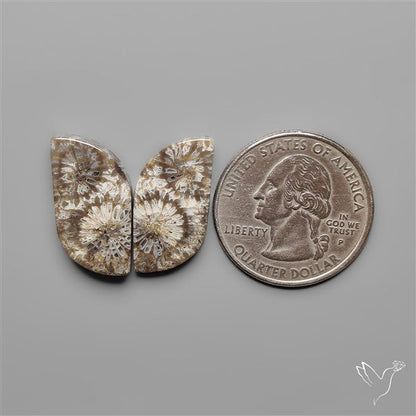 Fossil Corals Pair