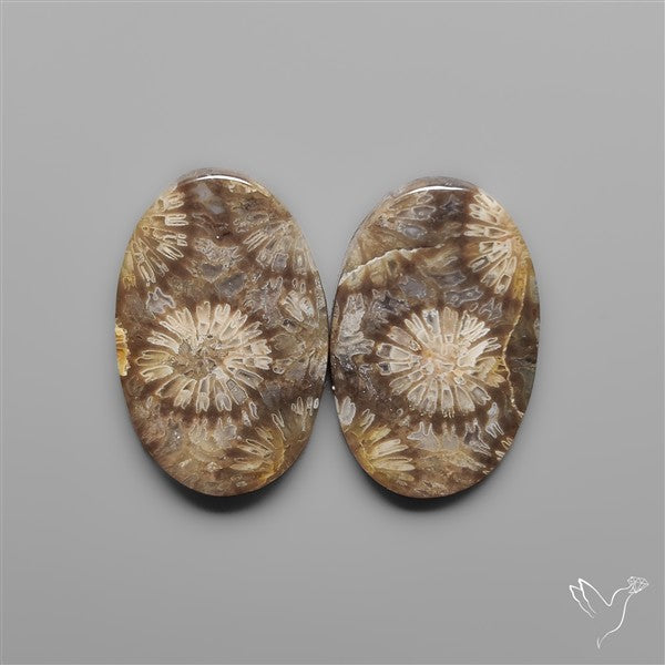 Fossil Corals Pair