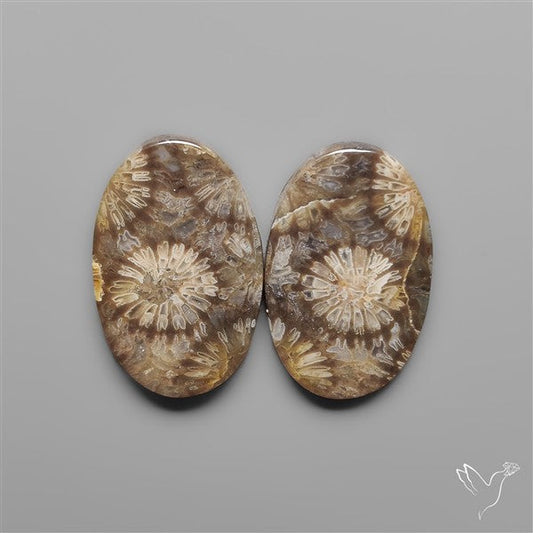 Fossil Corals Pair