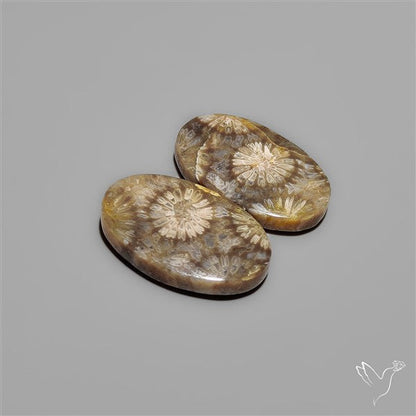Fossil Corals Pair