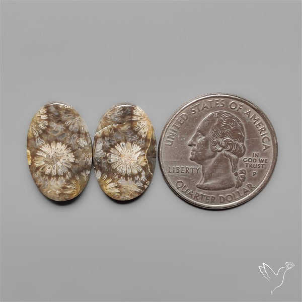Fossil Corals Pair